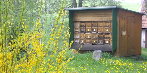 Bienenweide